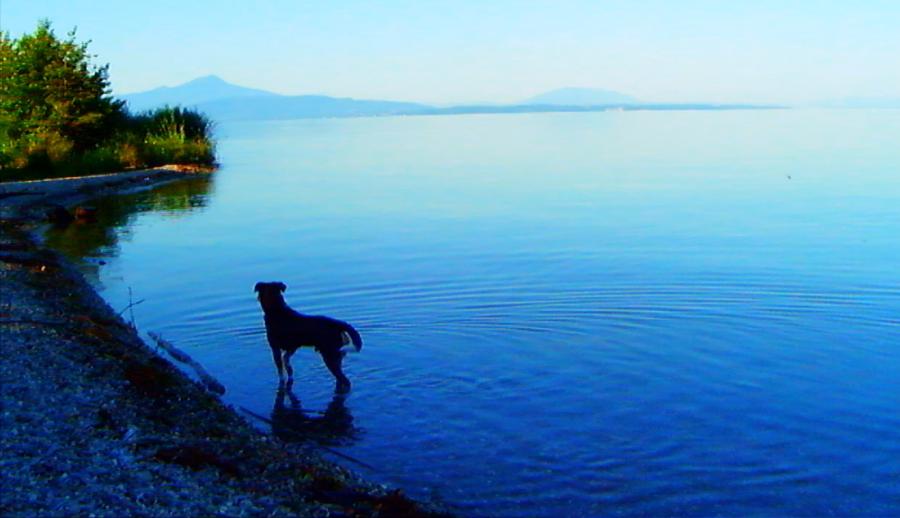 Film still of a dog standing at the edge of a body of water. 